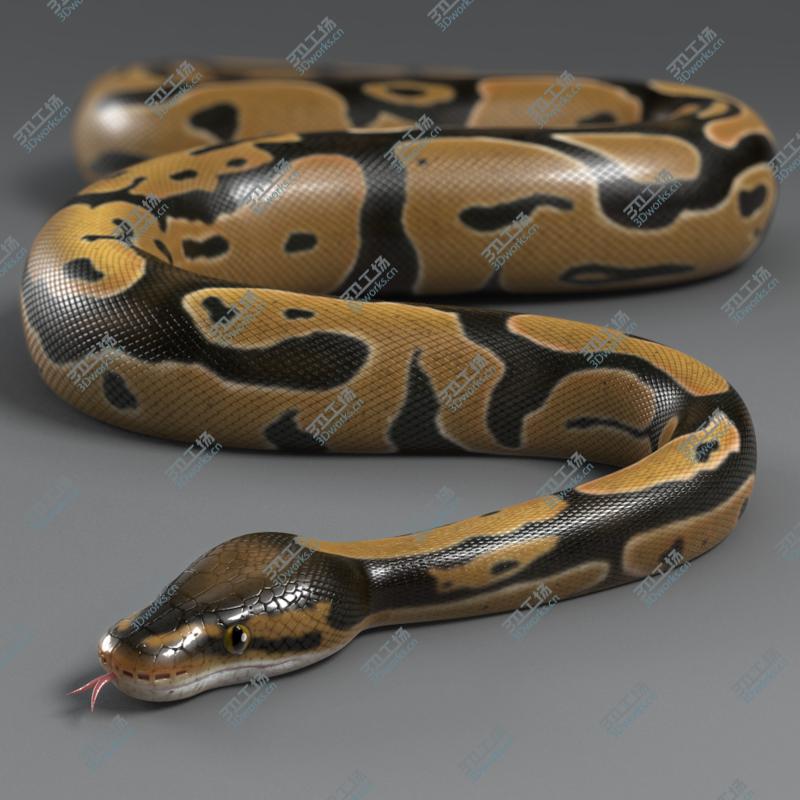 images/goods_img/2021040162/Ball Python (Normal)/5.jpg